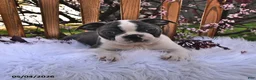 Boston Terrier dogs for sale: Winston - Ad 8