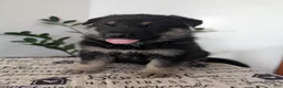 German Shepherd dogs for sale: Ben - Ad 11