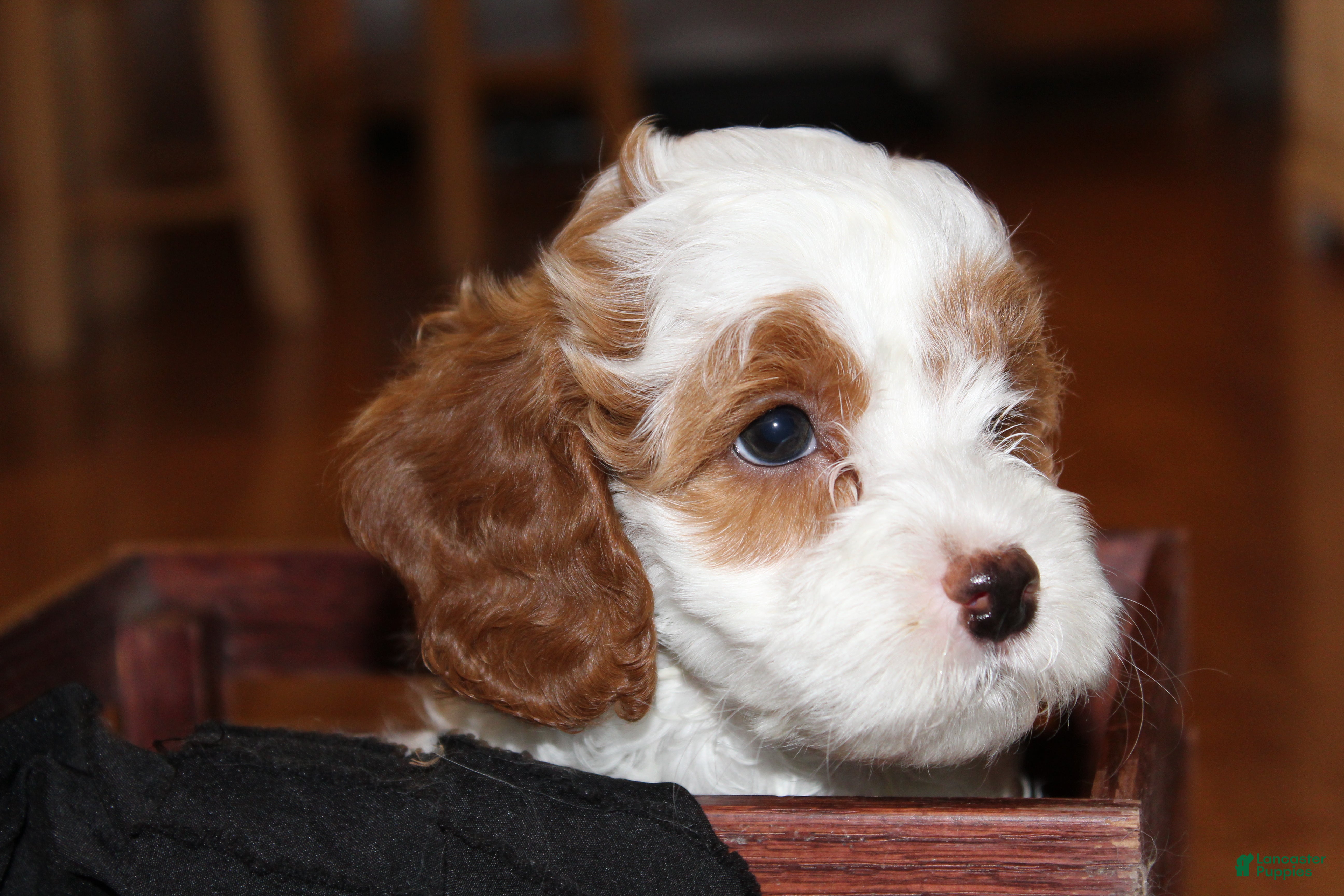 Cavapoo dogs Noel - F1B Cavapoo Female - Ad 7