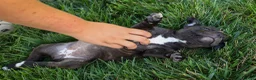 Staffordshire Bull Terrier dogs for sale: Moxie 💖 - Ad 15