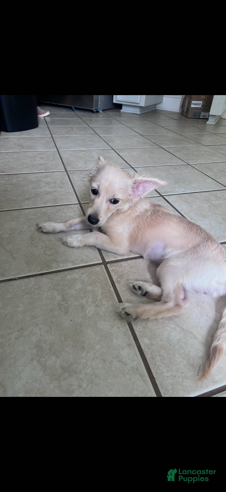 Mixed Breed dogs maxie - Ad 14