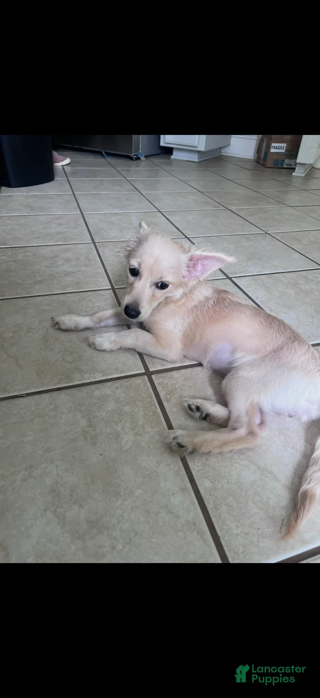 Mixed Breed dogs for sale: maxie - Ad 1