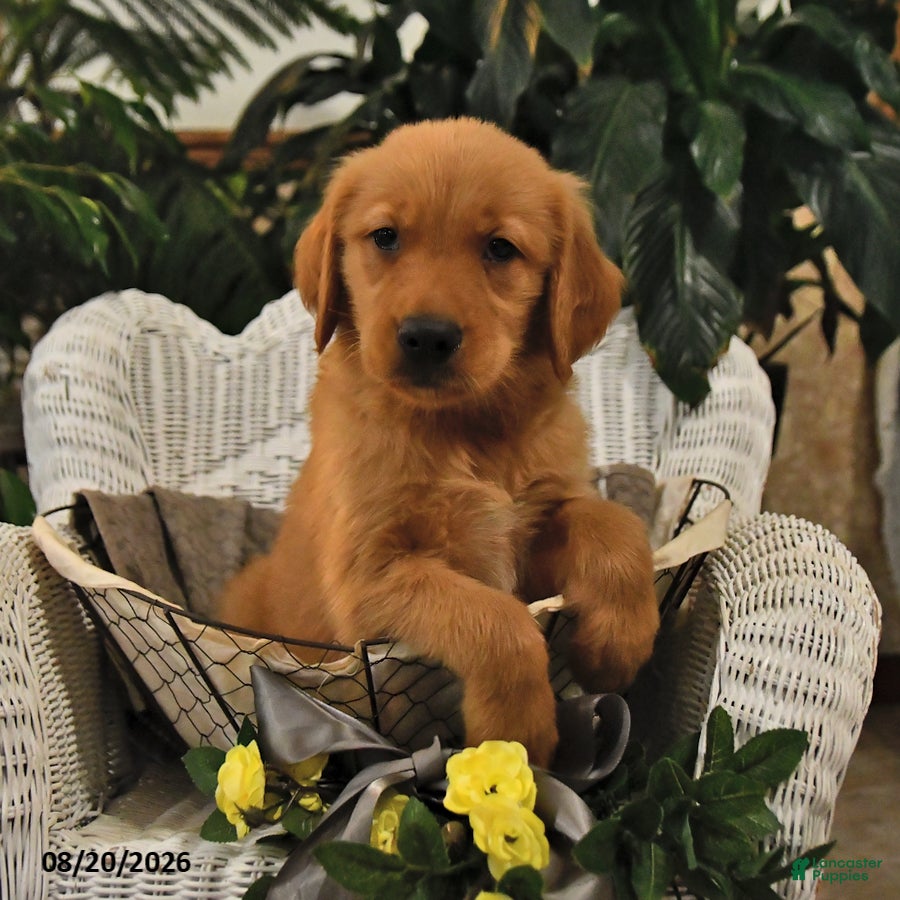 Golden Retriever dogs Bryce - Ad 2