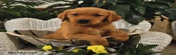 Golden Retriever dogs for sale: Bryce - Ad 2