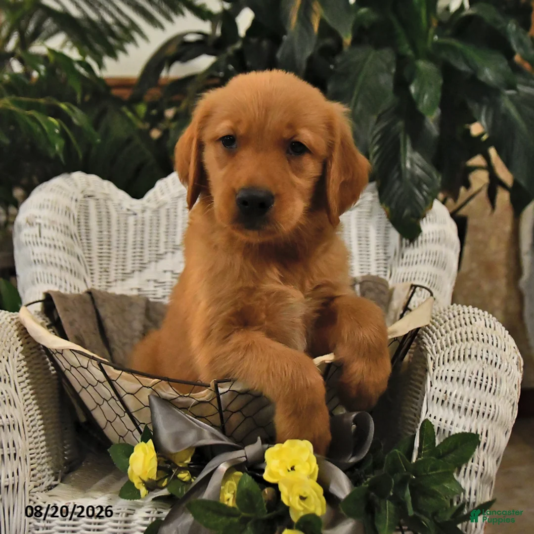 Golden Retriever dogs for sale: Bryce - Ad 2
