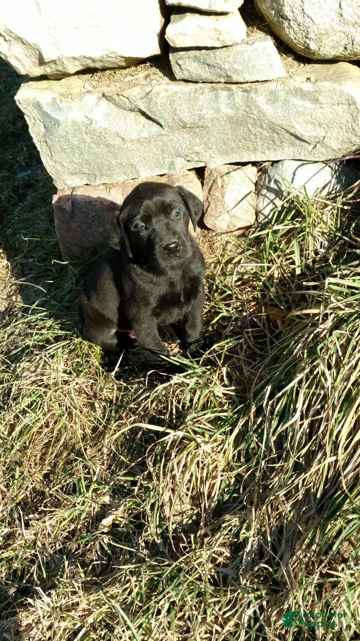 Labrador Retriever dogs Labrador Retriever Puppy 4 - Ad 37