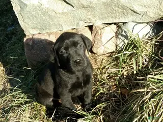 Labrador Retriever dogs Labrador Retriever Puppy 4 - Ad 37