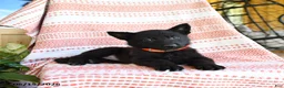 German Shepherd dogs for sale: Marsha - Ad 5