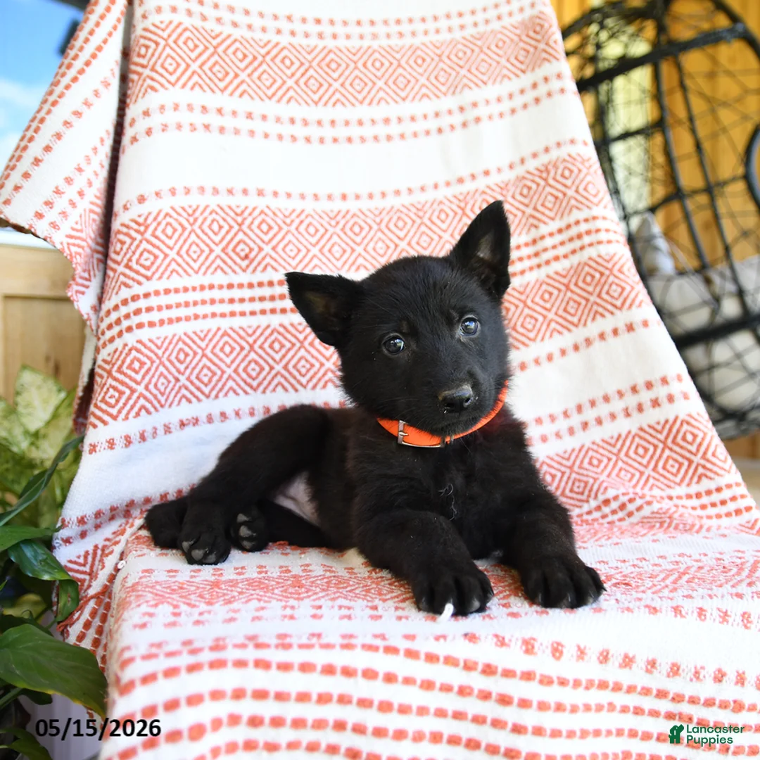 German Shepherd dogs for sale: Marsha - Ad 5