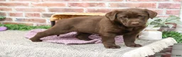Labrador Retriever dogs for sale: Molly  - Ad 2