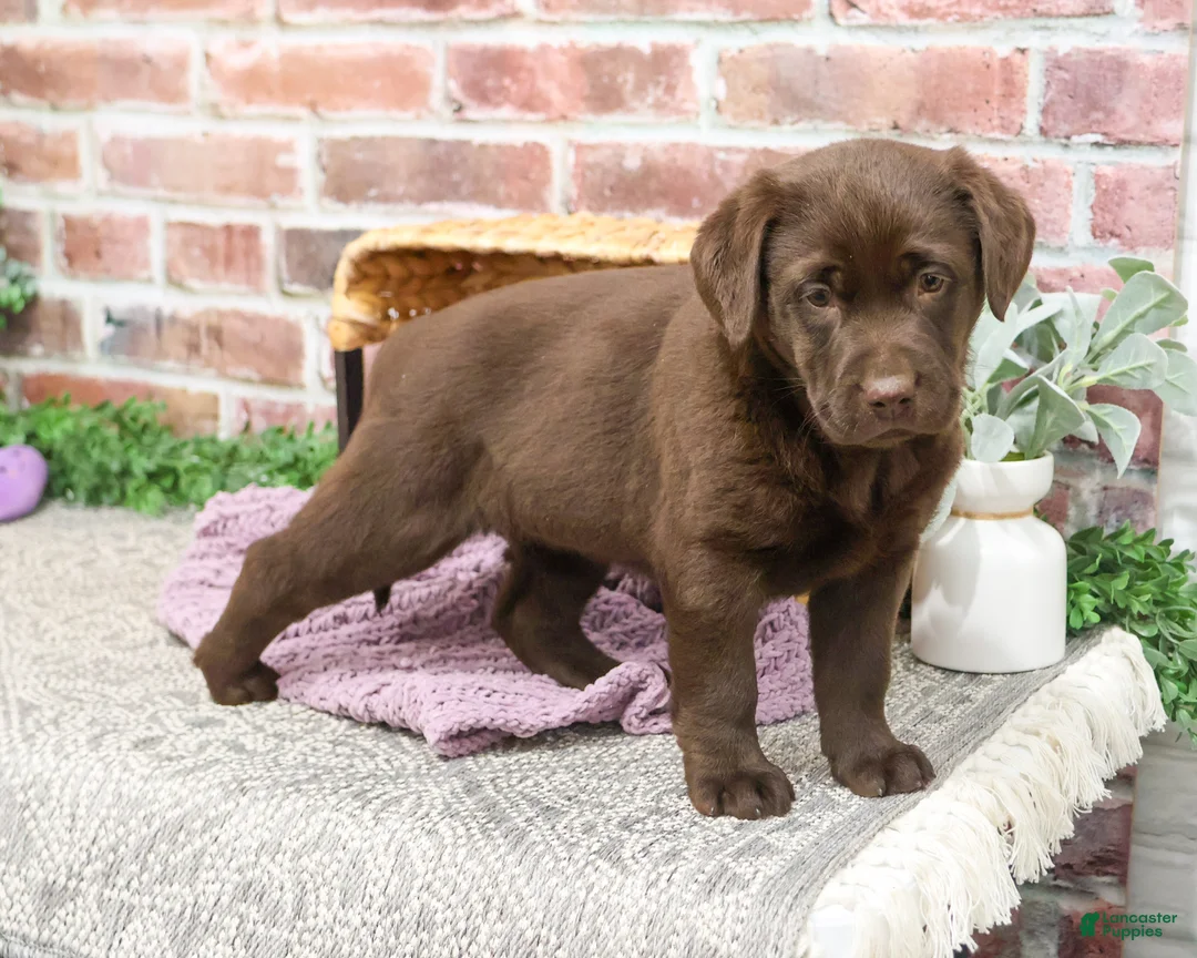 Labrador Retriever dogs for sale: Molly  - Ad 2
