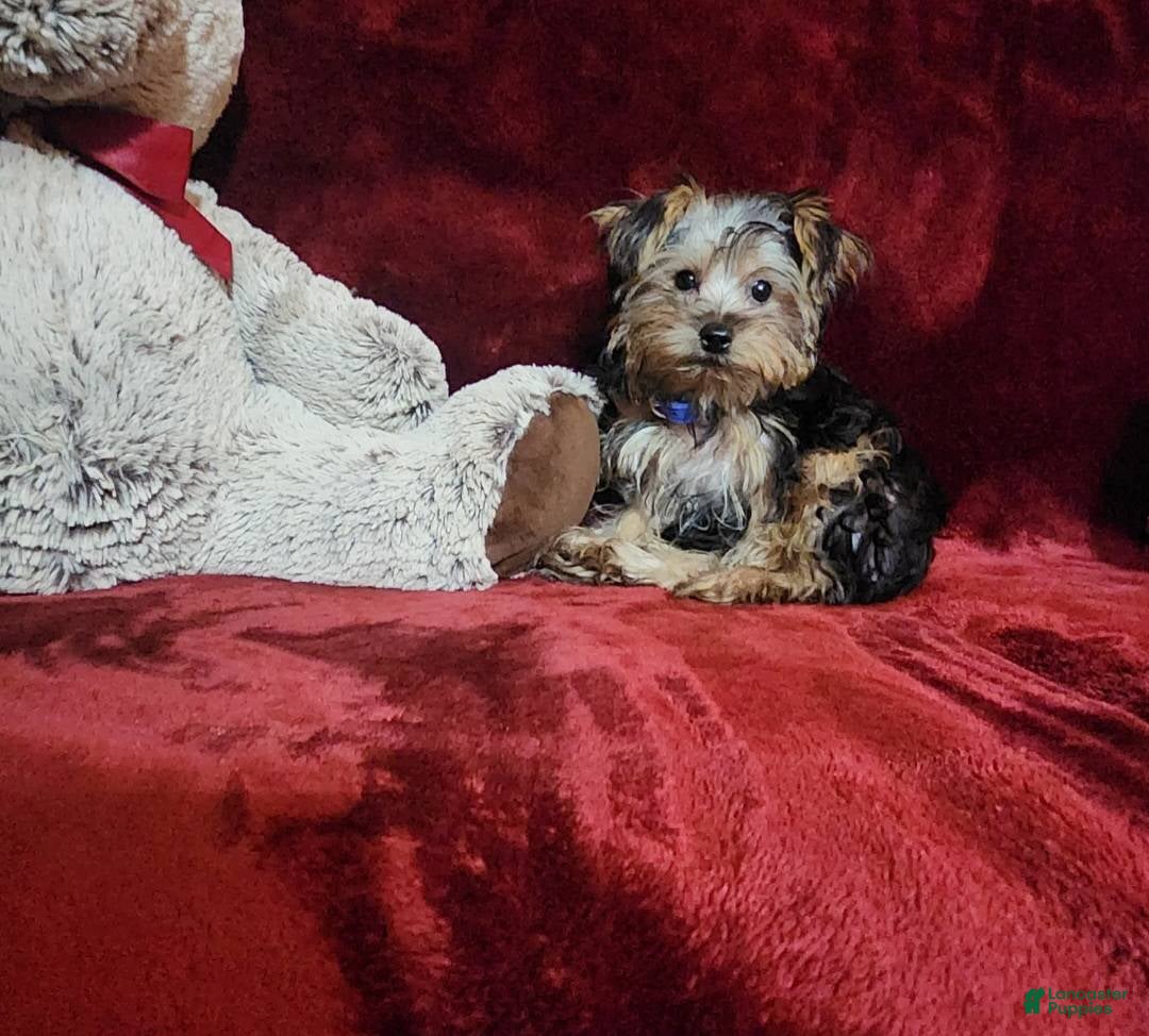 Yorkshire Terrier dogs MILO - Ad 6