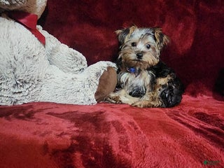 Yorkshire Terrier dogs MILO - Ad 15