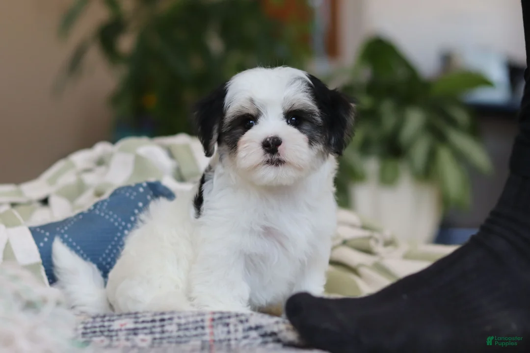 Morkie dogs for sale: Carson - Ad 7