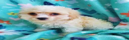 Cavachon dogs for sale: Axel - Ad 3