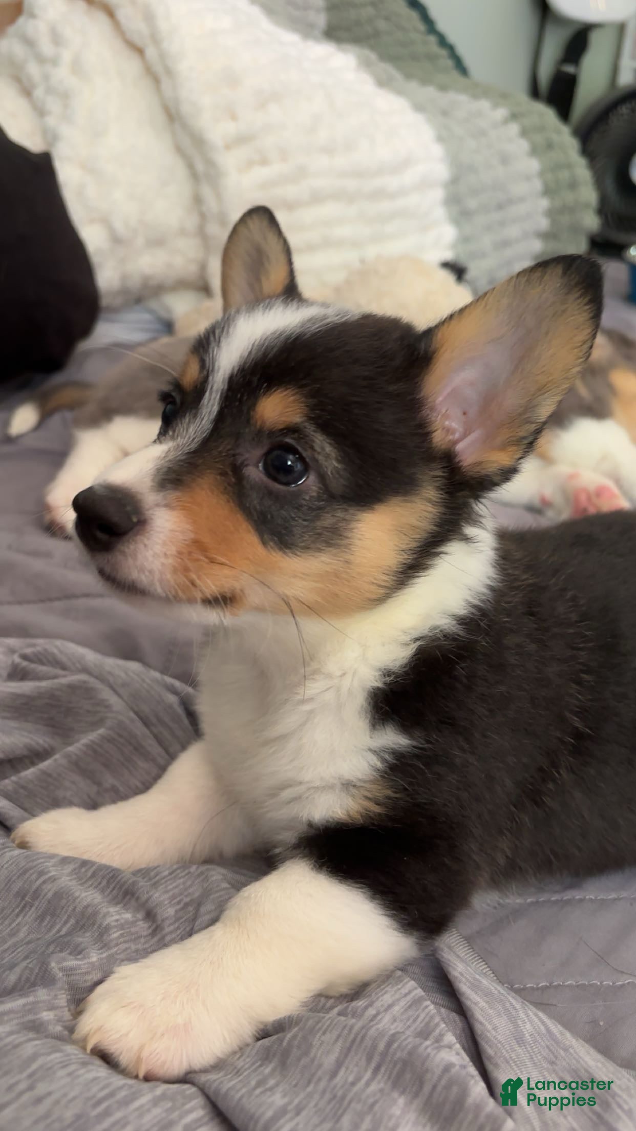 American Corgi dogs Tricolor Female - April - Ad 2