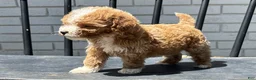 Mini Goldendoodle dogs for sale: Keith - Ad 3