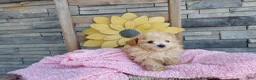 Maltipoo dogs for sale: Liam - Ad 4