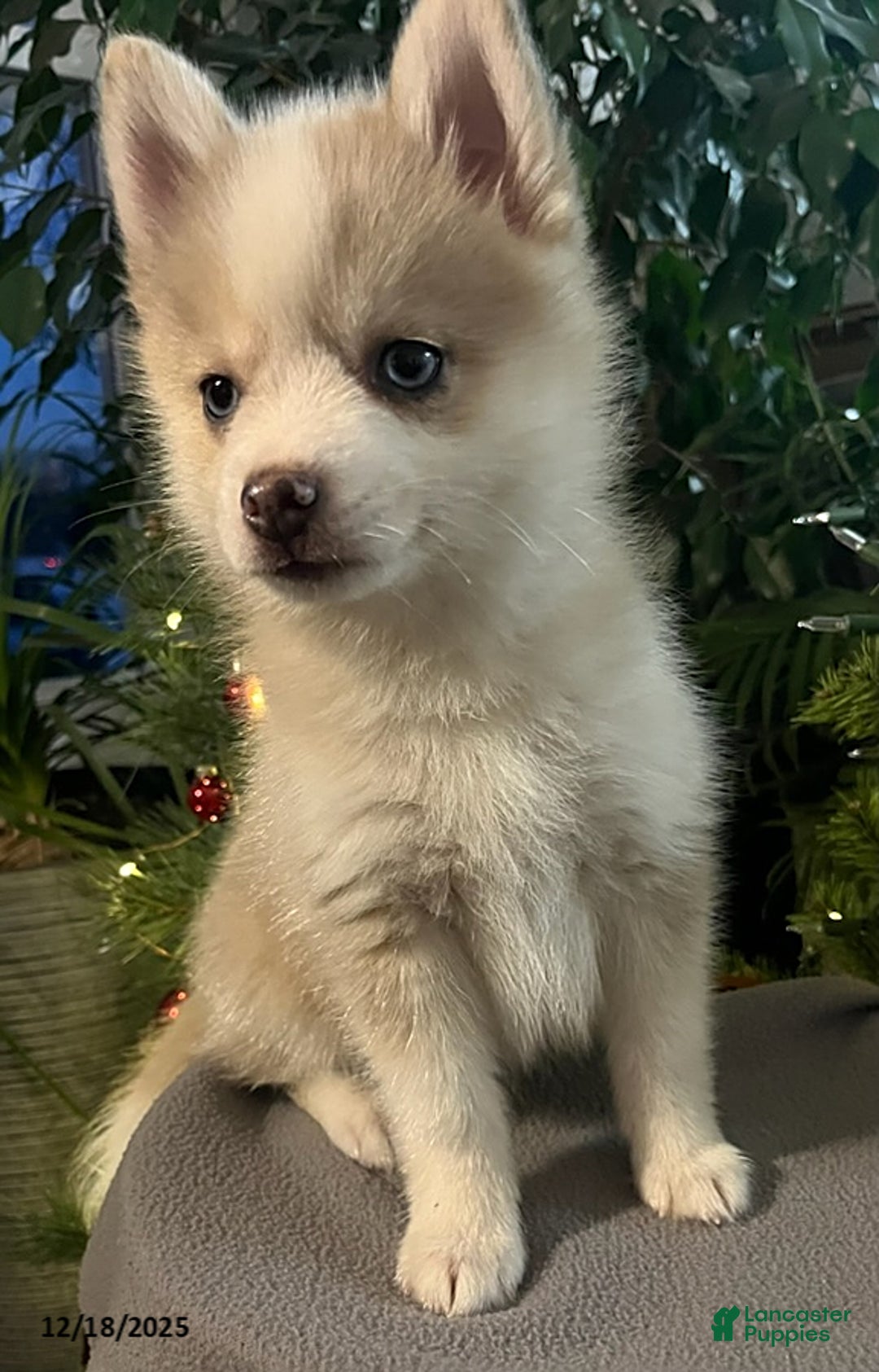 Pomsky dogs for sale: Herald - Ad 10