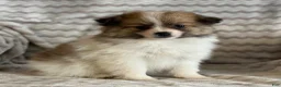 Pomeranian dogs for sale: Rosy - Ad 2