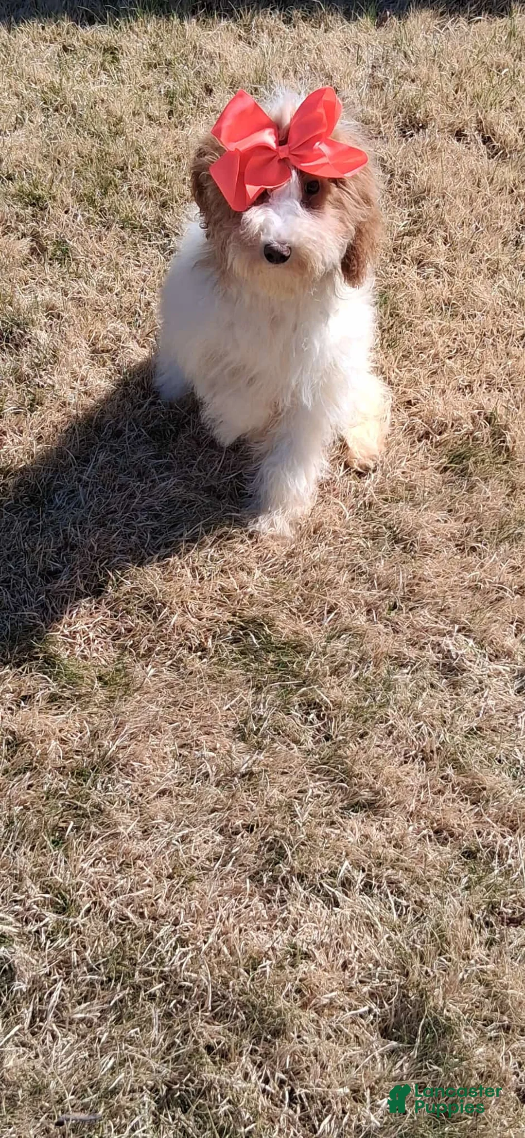 Standard Poodle dogs for sale:  Puppy 3 - Ad 2