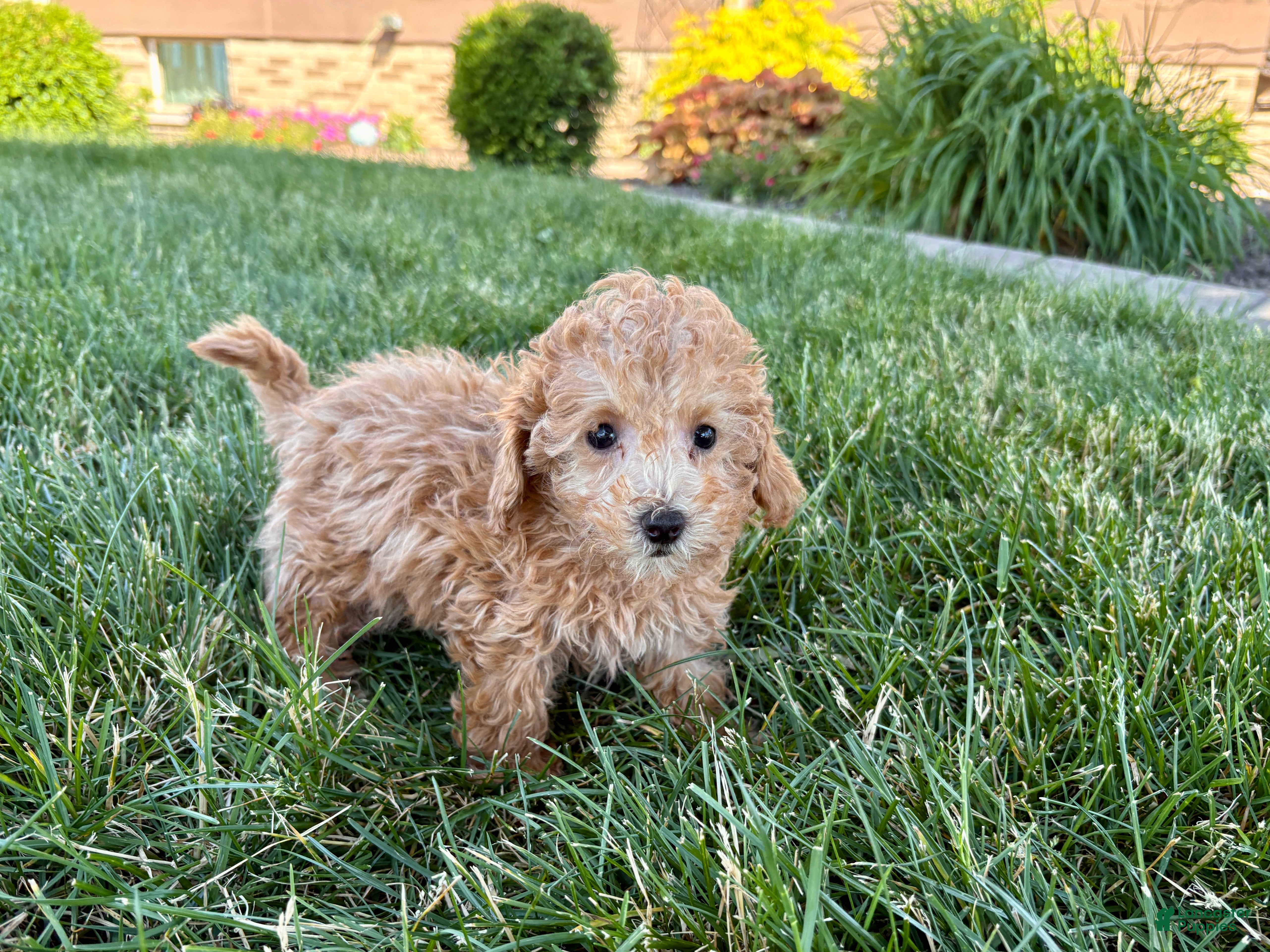 Maltipoo dogs for sale: Snickers  - Ad 11