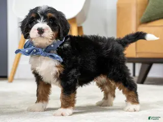 Mini Bernedoodle dogs for sale: Sammy - Ad 3