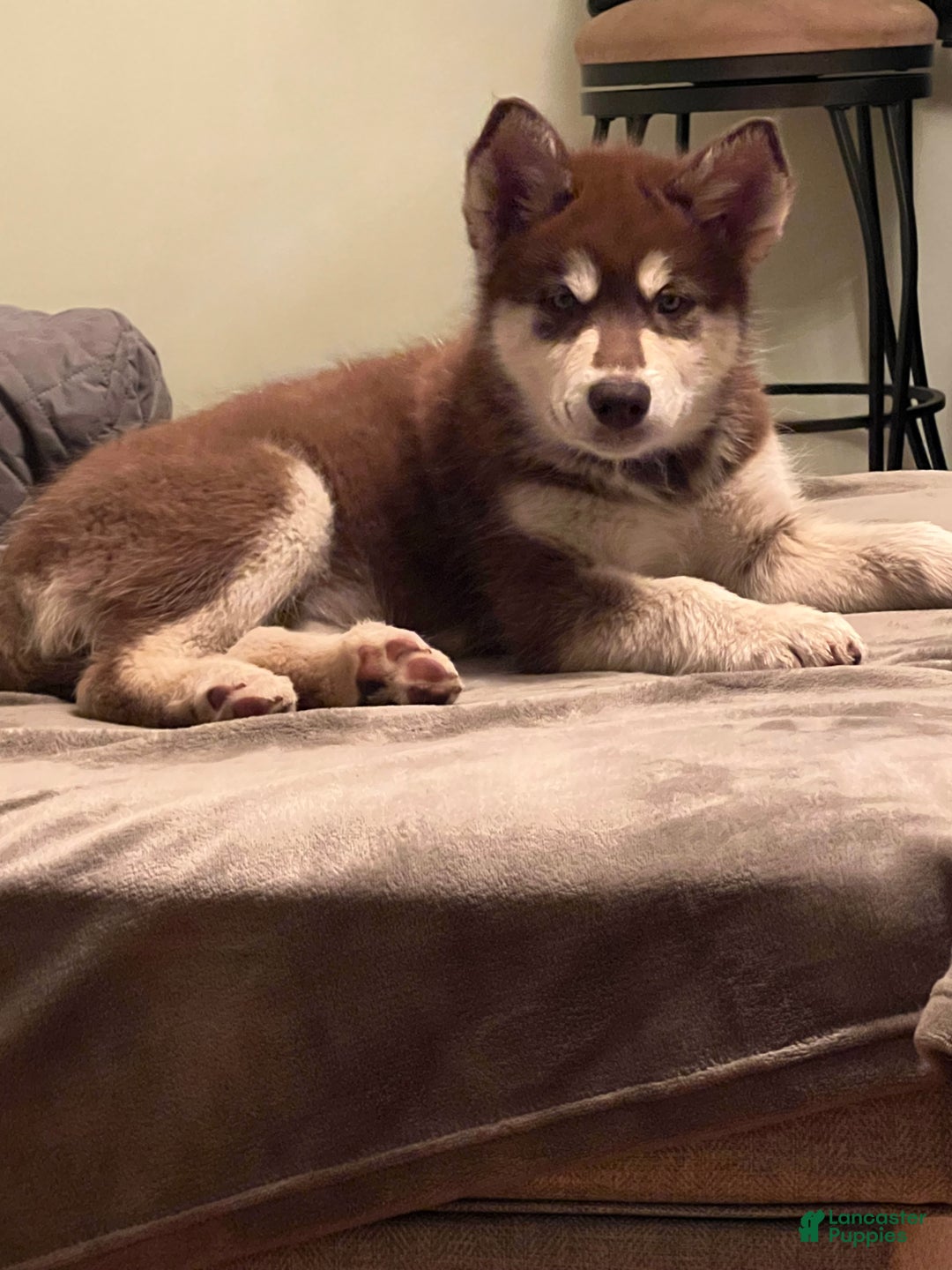 Alaskan Malamute dogs for sale: Alaskan Malamute Puppy 3 - Ad 1