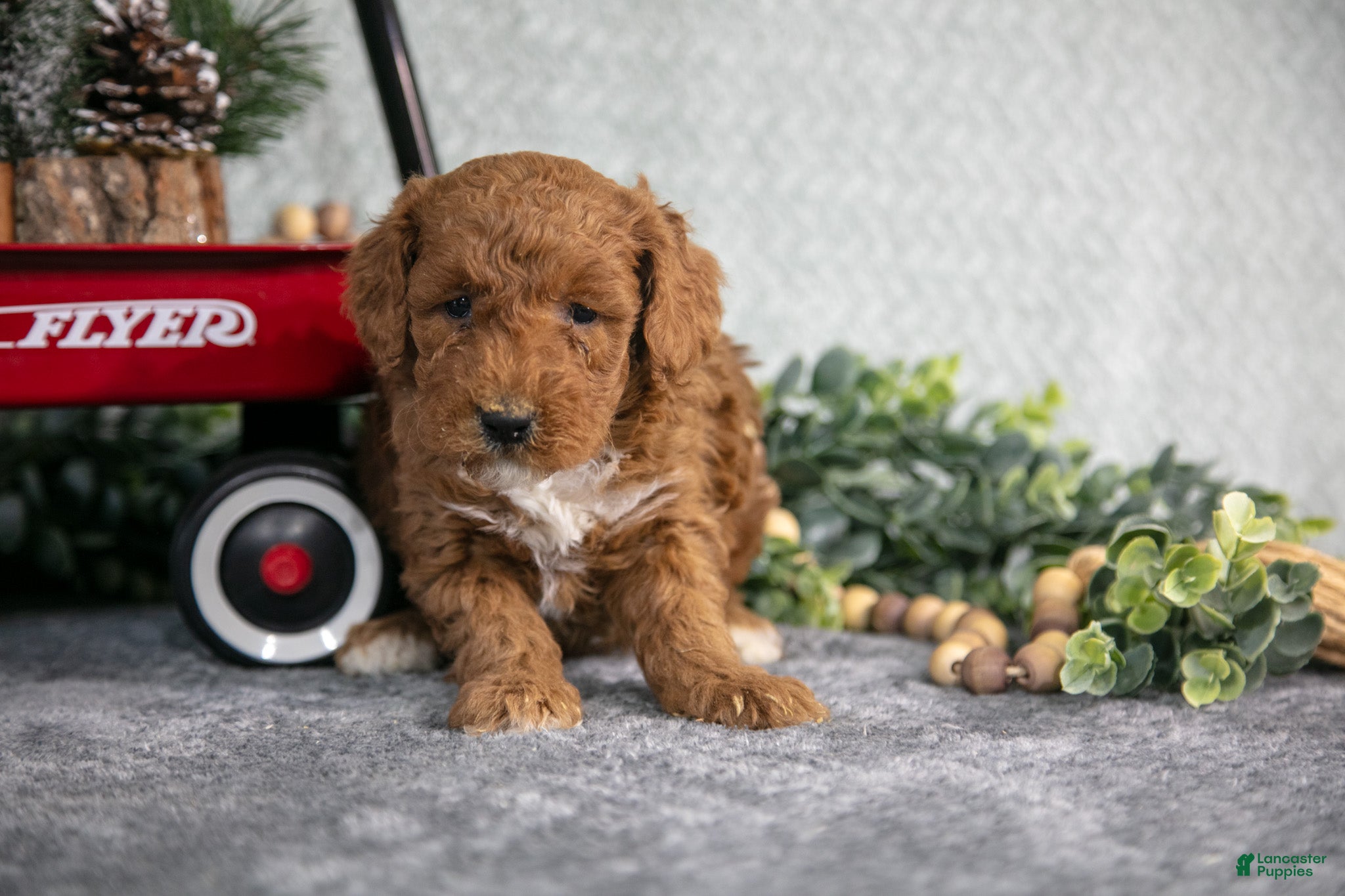 Mini Goldendoodle dogs Victor - Ad 22
