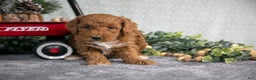 Mini Goldendoodle dogs for sale: Victor - Ad 1