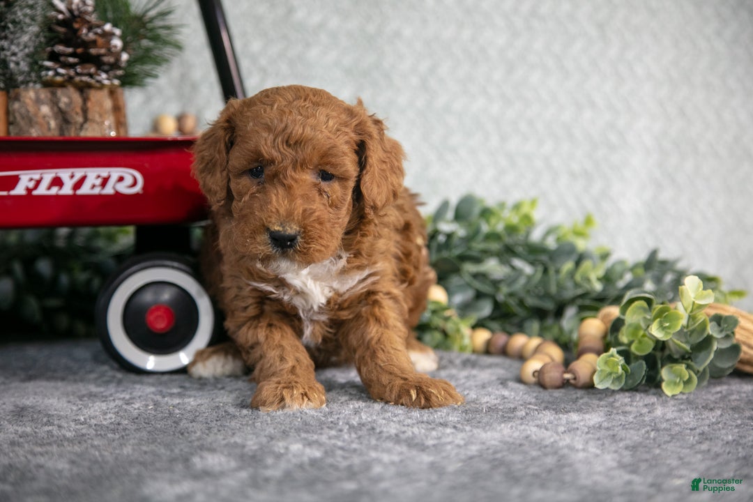 Mini Goldendoodle dogs for sale: Victor - Ad 1