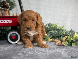 Mini Goldendoodle dogs Victor - Ad 23