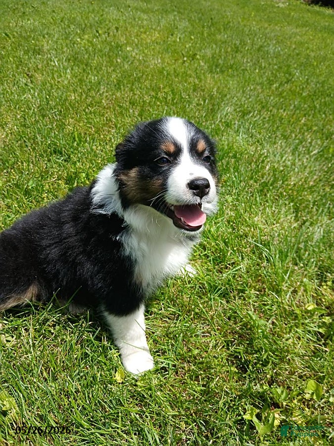 Miniature Australian Shepherd dogs Patrick - Ad 1