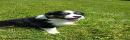 Miniature Australian Shepherd dogs for sale: Patrick - Ad 1