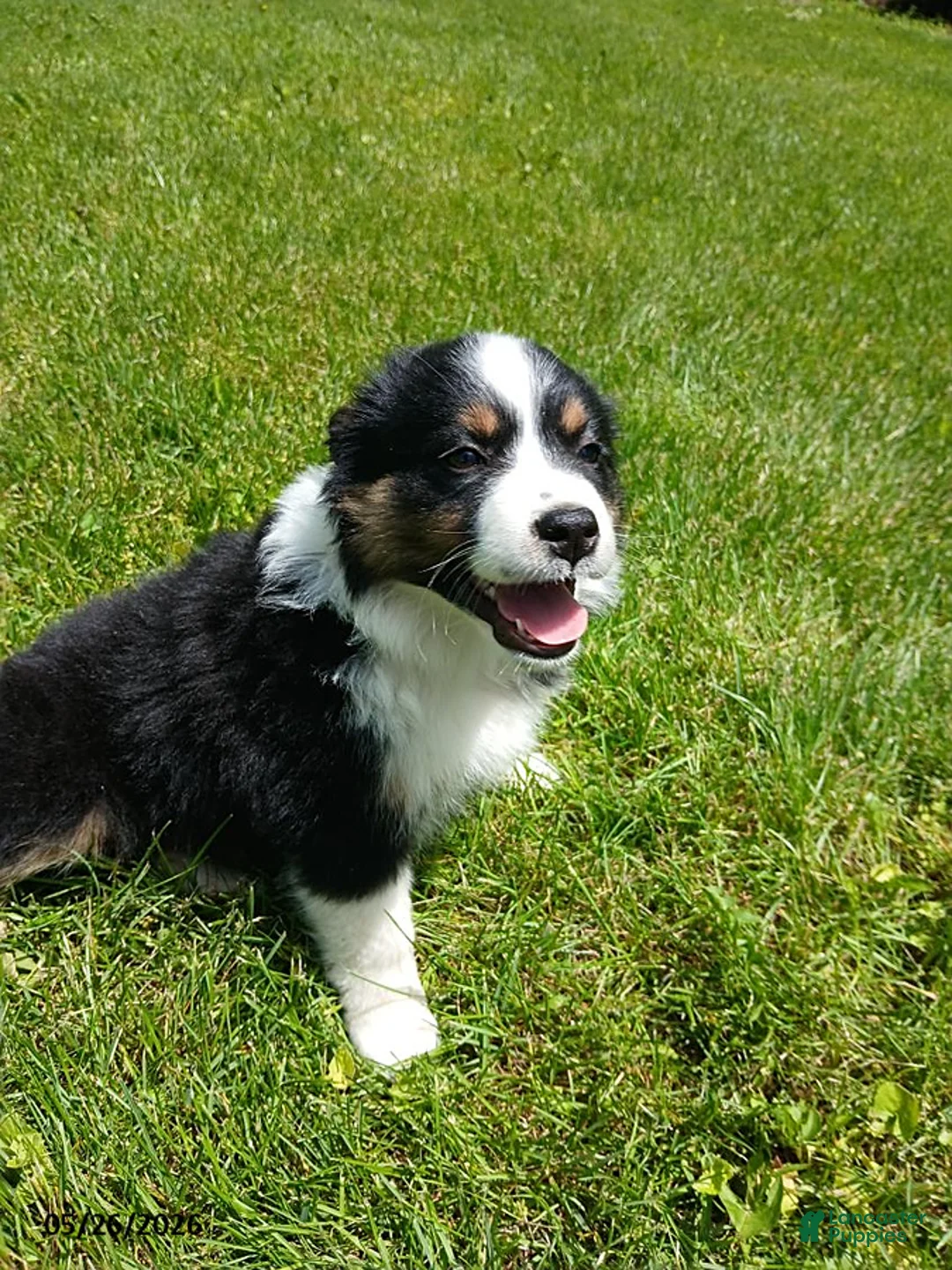 Miniature Australian Shepherd dogs for sale: Patrick - Ad 1