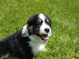 Miniature Australian Shepherd dogs for sale: Patrick - Ad 2