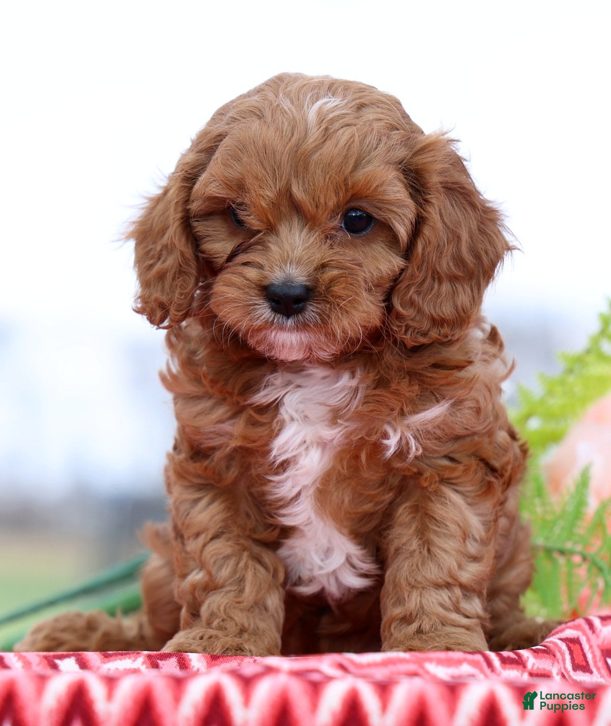 Cavapoo dogs Biscuit - Ad 2