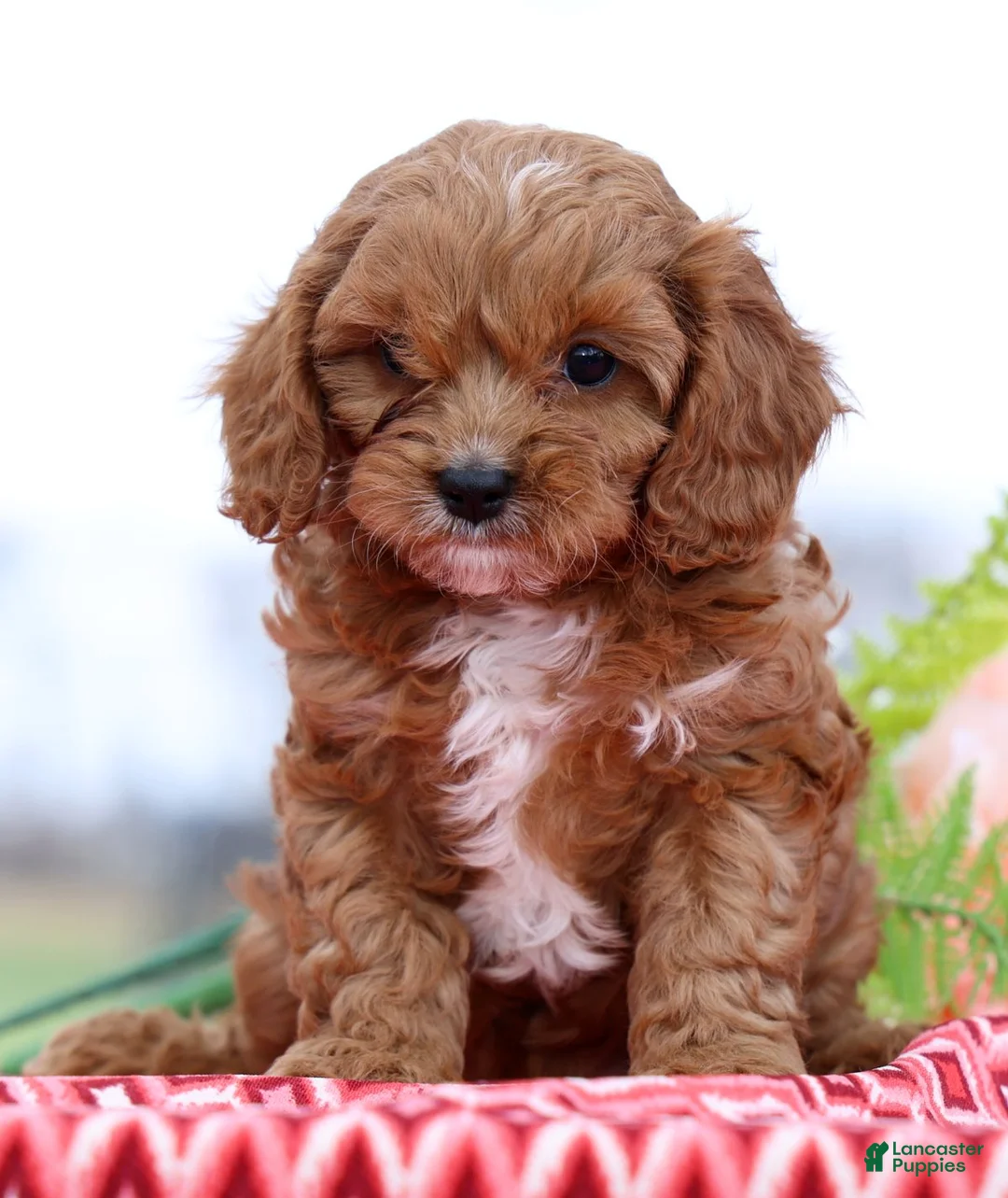 Cavapoo dogs for sale: Biscuit - Ad 2
