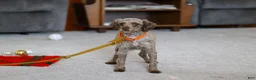 Maltipoo dogs for sale: Pretzel - Ad 9