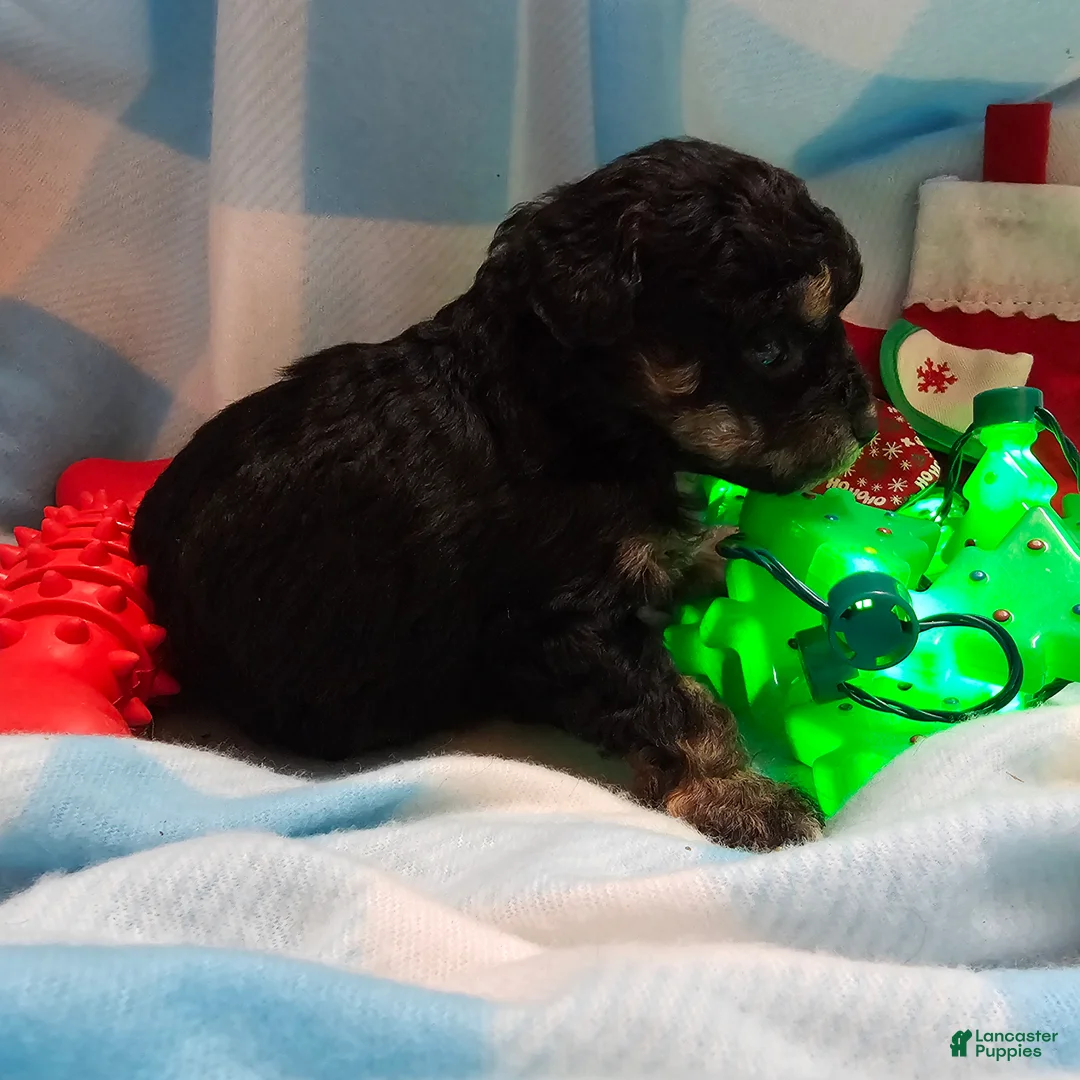 Cavapoo dogs for sale: TANGE - Ad 6