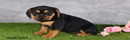 Beabull dogs for sale: Trixie - Ad 5