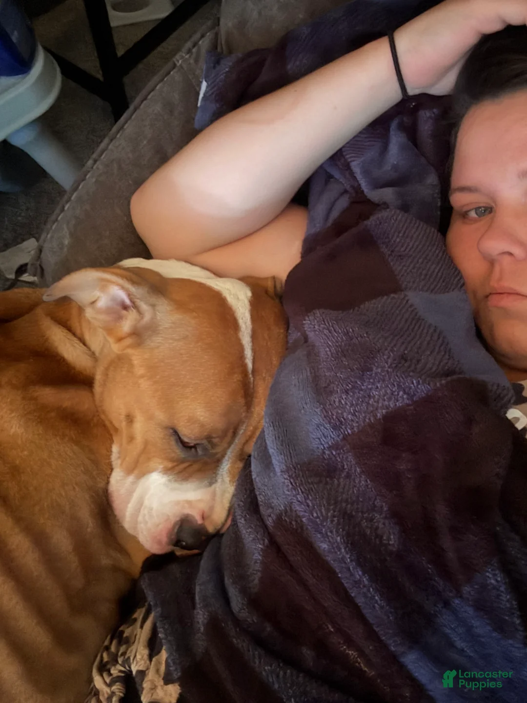 Mixed Breed dogs for sale: Mixed Breed Puppy 3 - Ad 3