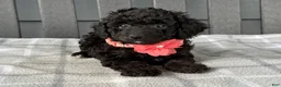 Cockapoo dogs for sale: Oakley  - Ad 4
