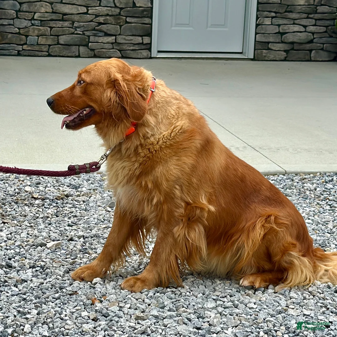Golden Retriever dogs for sale: Bubba - 6238 - Ad 5