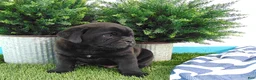 Mixed Breed dogs for sale: Silas - Ad 7