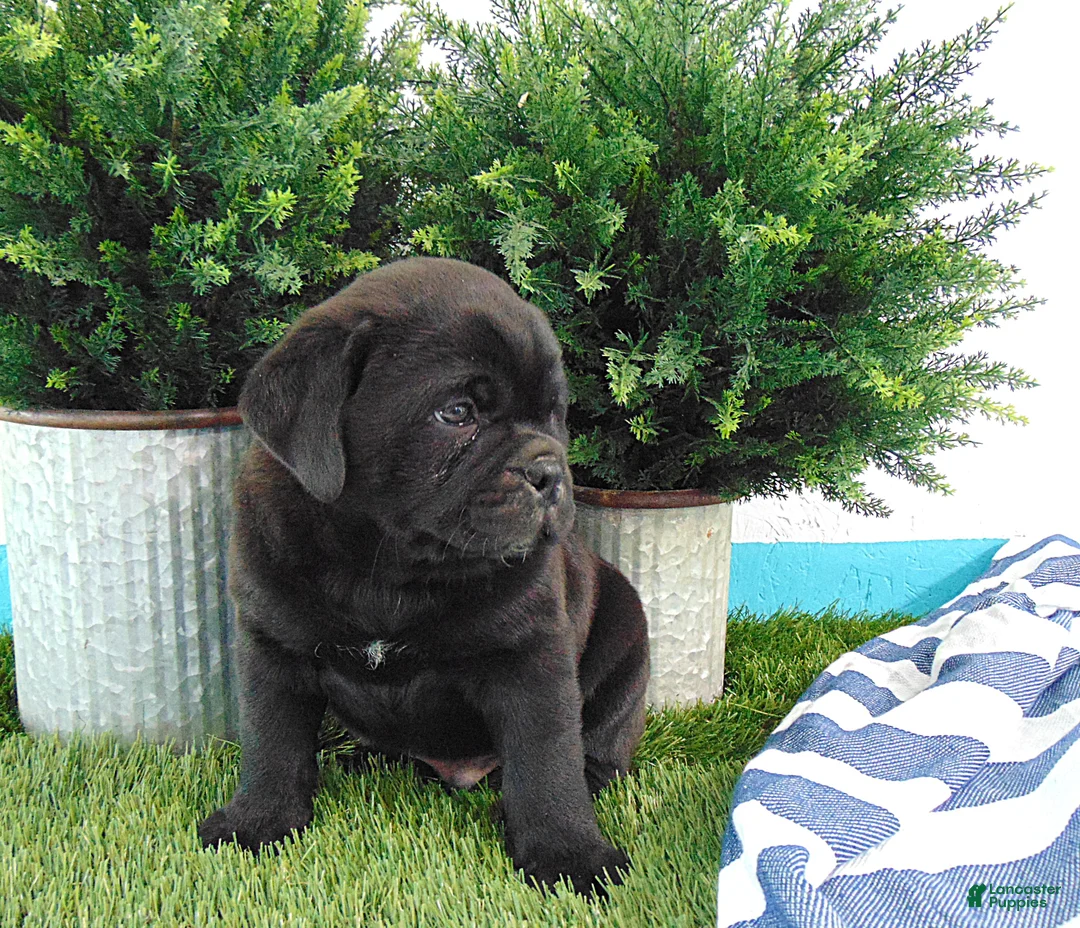 Mixed Breed dogs for sale: Silas - Ad 7