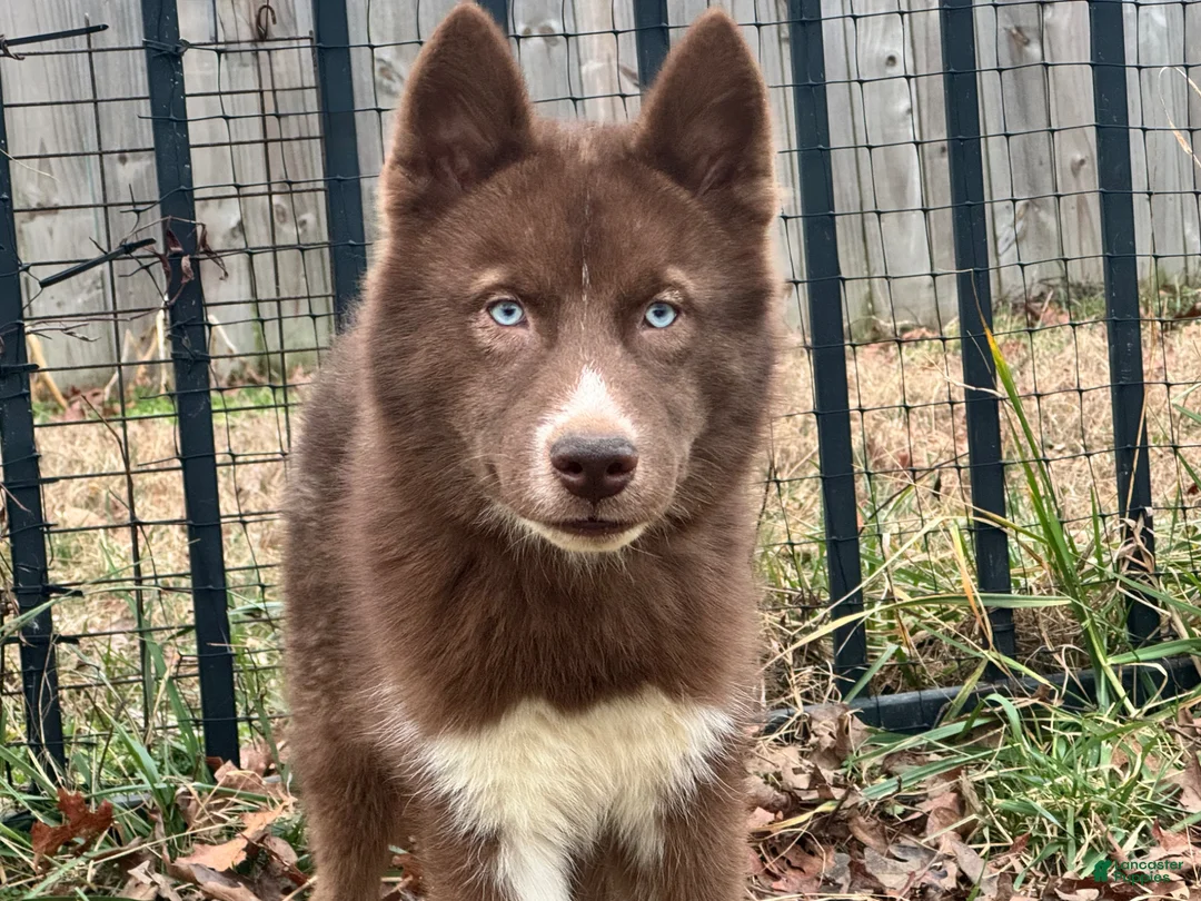 Gallery Image {{count}}