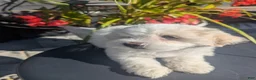 Maltipoo dogs for sale: Maltipoo 1 - Ad 2