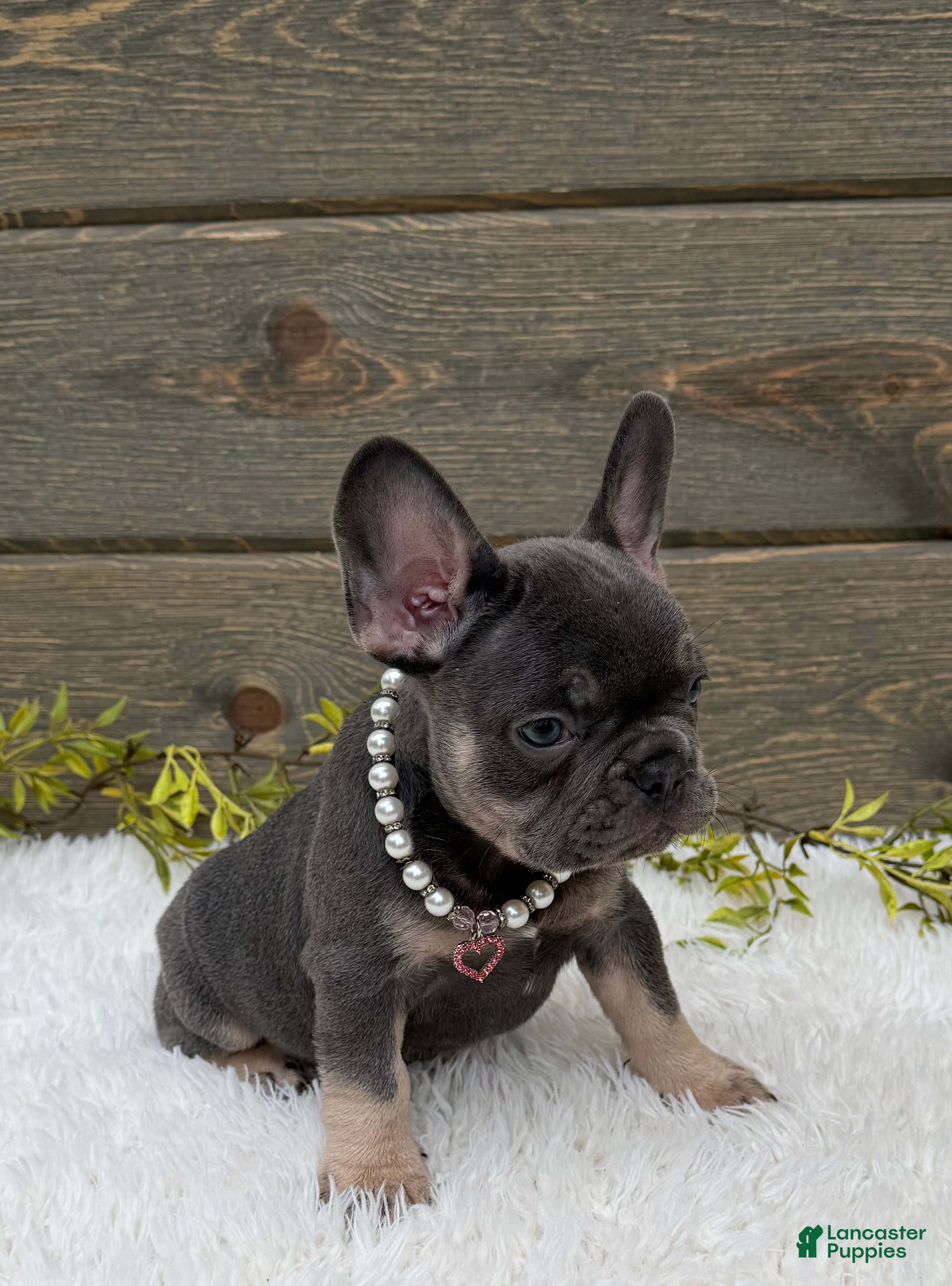 French Bulldog dogs Missy - Ad 1