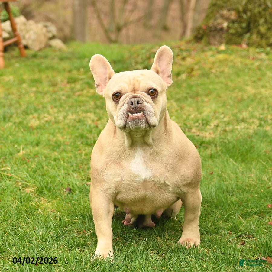French Bulldog dogs Crystal  - Ad 1